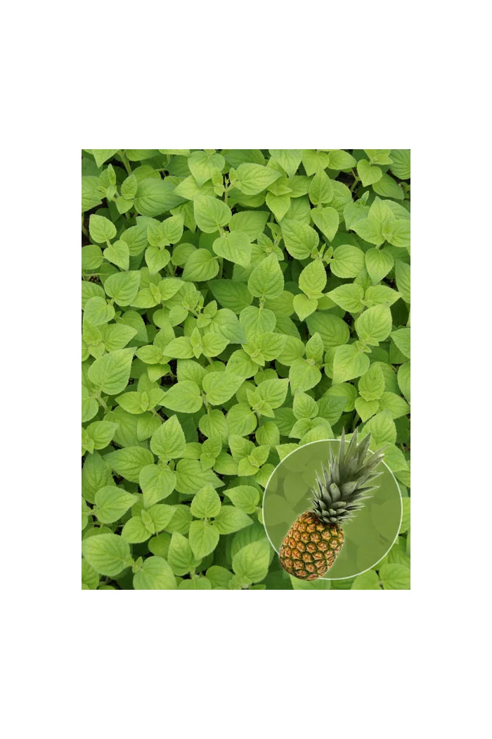 Szałwia 'Scarlet Pineapple' Salvia elegans