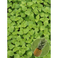 Szałwia 'Scarlet Pineapple' Salvia elegans