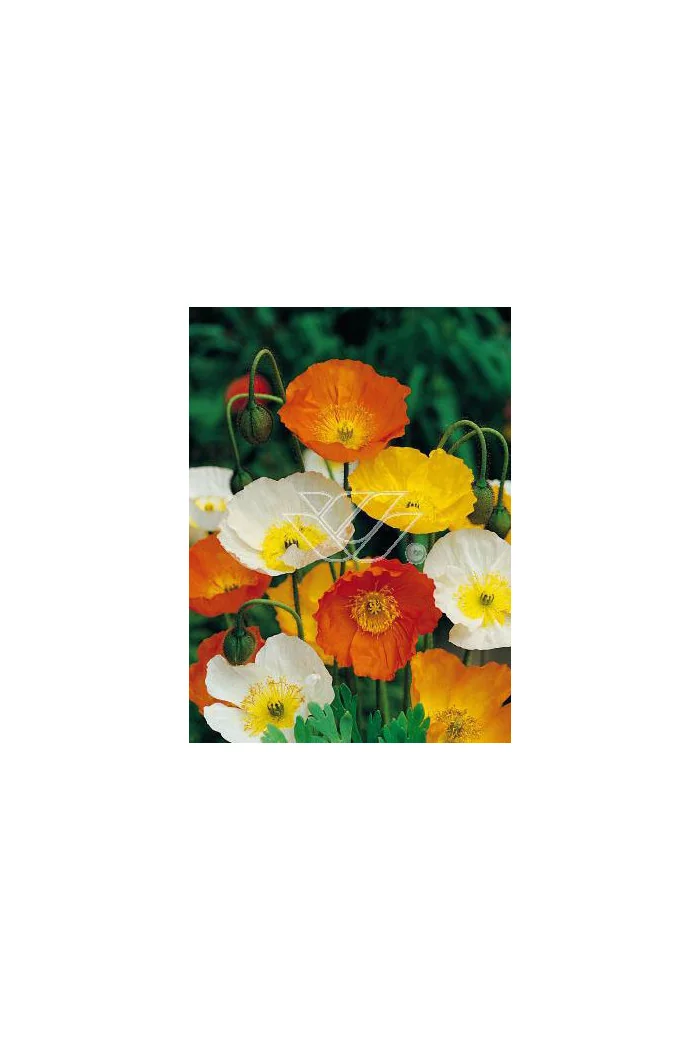 Mak syberyjski 'Spring Fever' | Papaver nudicale