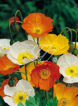 Mak syberyjski 'Spring Fever' | Papaver nudicale