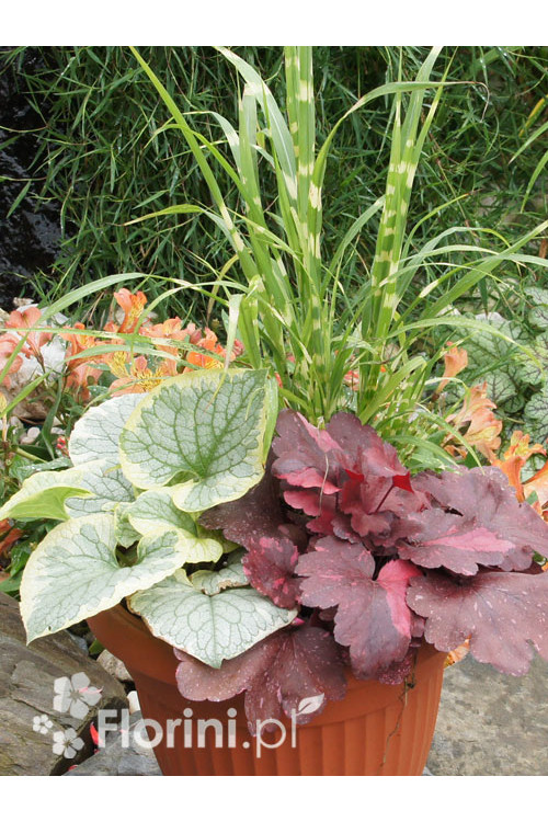 Zestaw nr 3 - ujmująca elegancja