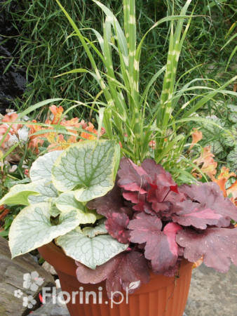 Zestaw nr 3 - ujmująca elegancja