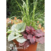 Zestaw nr 3 - ujmująca elegancja