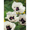 Mak orientalny 'Royal Wedding' Papaver orientale