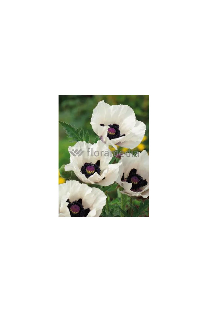 Mak orientalny 'Royal Wedding' Papaver orientale