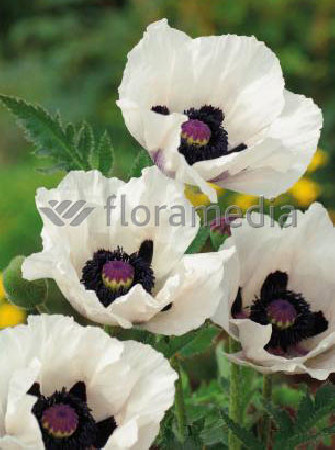 Mak orientalny 'Royal Wedding' Papaver orientale