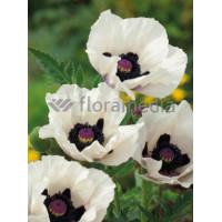 Mak orientalny 'Royal Wedding' Papaver orientale