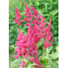 Tawułka japońska 'Montgomery' | Astilbe japonica