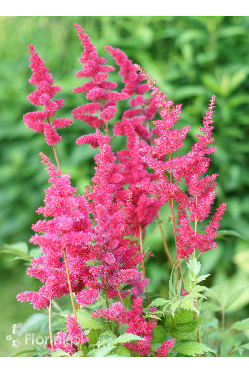 Tawułka japońska 'Montgomery' | Astilbe japonica