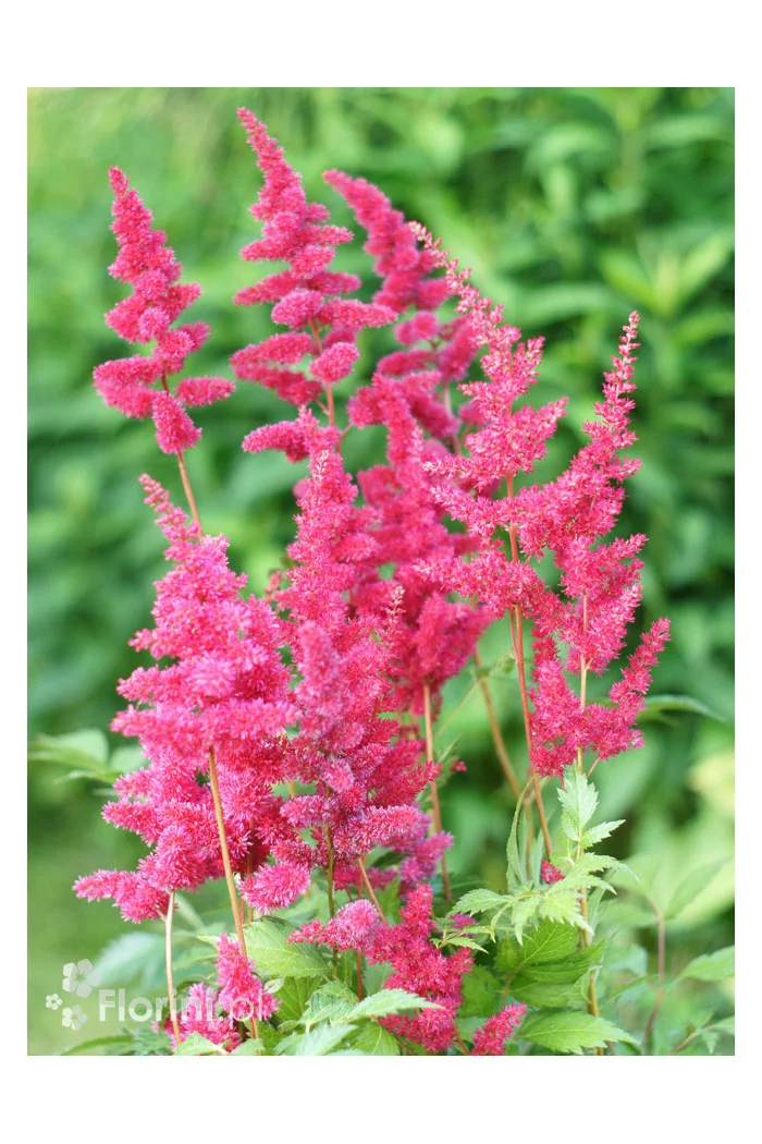 Tawułka japońska 'Montgomery' | Astilbe japonica