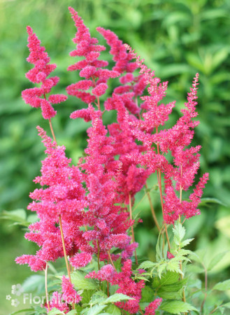 Tawułka japońska 'Montgomery' | Astilbe japonica
