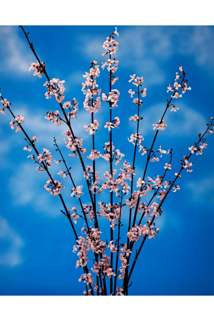 Abeliophyllum koreańskie 'Roseum' | Abeliophyllum distichum