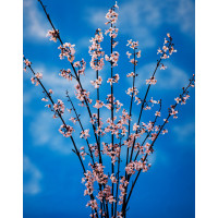 Abeliophyllum koreańskie 'Roseum' | Abeliophyllum distichum