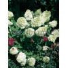 Hortensja bukietowa 'Grandiflora' | Hydrangea paniculata