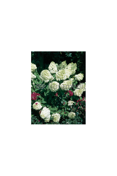 Hortensja bukietowa 'Grandiflora' | Hydrangea paniculata