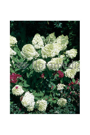 Hortensja bukietowa 'Grandiflora' | Hydrangea paniculata