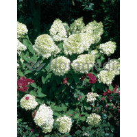 Hortensja bukietowa 'Grandiflora' | Hydrangea paniculata