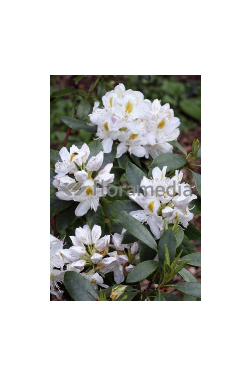 Różanecznik 'Madame-Masson' | Rhododendron