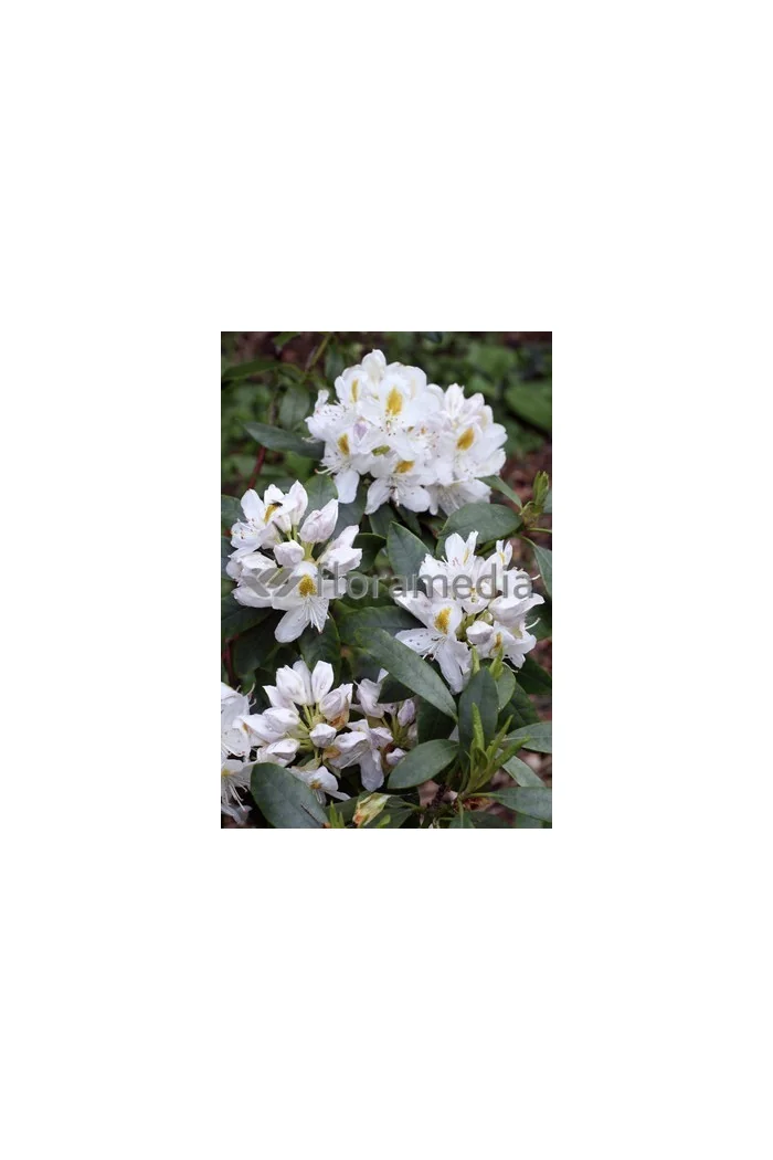 Różanecznik 'Madame-Masson' | Rhododendron