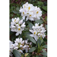 Różanecznik 'Madame-Masson' | Rhododendron