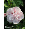 Ketmia syryjska 'Pink Chiffon' | Hibiscus syriacus