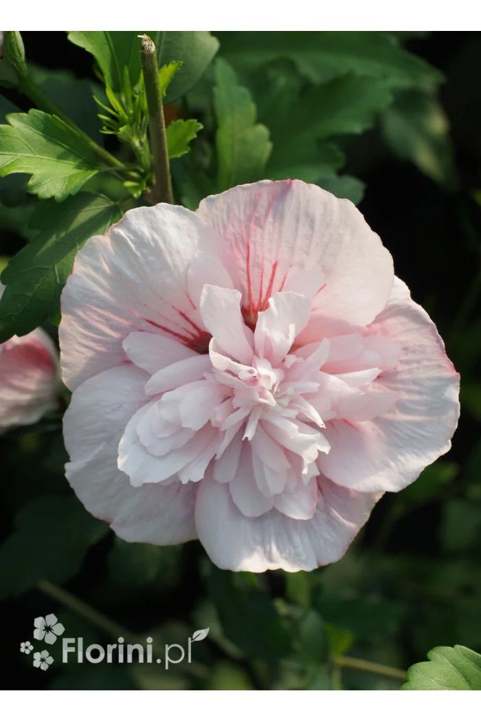 Ketmia syryjska 'Pink Chiffon' | Hibiscus syriacus