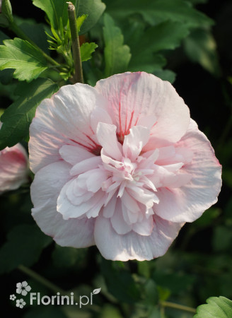 Ketmia syryjska 'Pink Chiffon' | Hibiscus syriacus