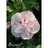 Ketmia syryjska 'Pink Chiffon' | Hibiscus syriacus