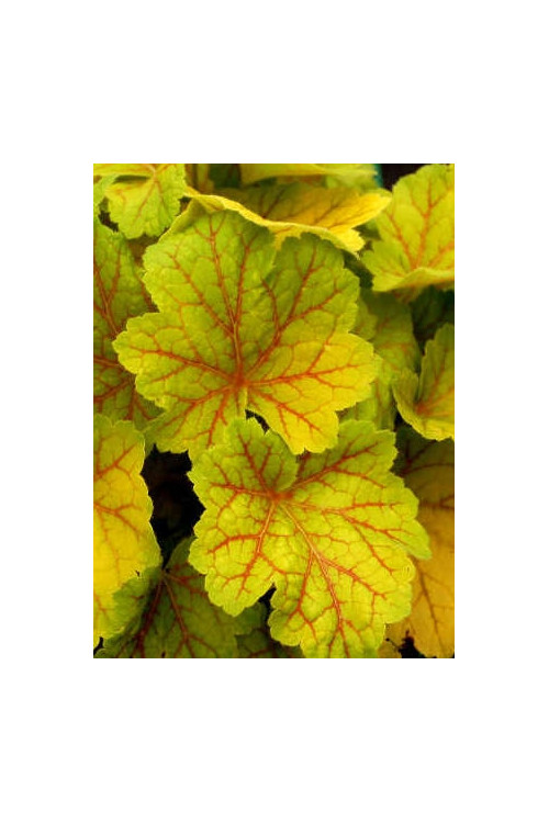 Żurawka 'Electra' | Heuchera