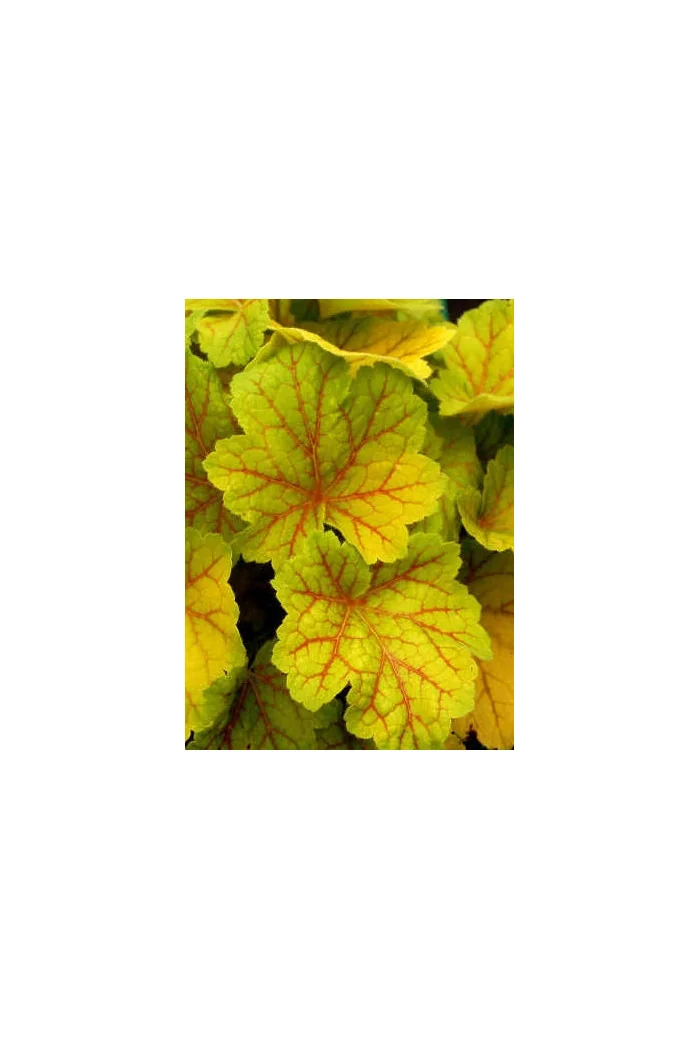 Żurawka 'Electra' | Heuchera