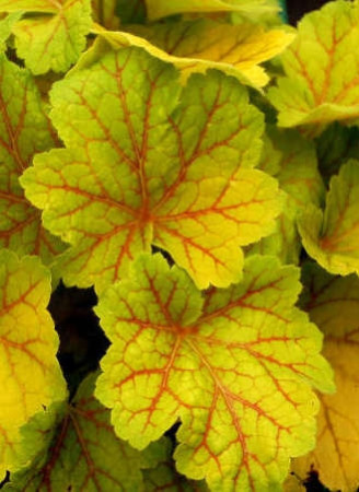 Żurawka 'Electra' | Heuchera