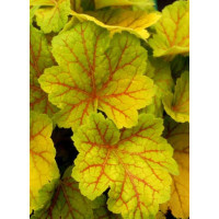 Żurawka 'Electra' | Heuchera