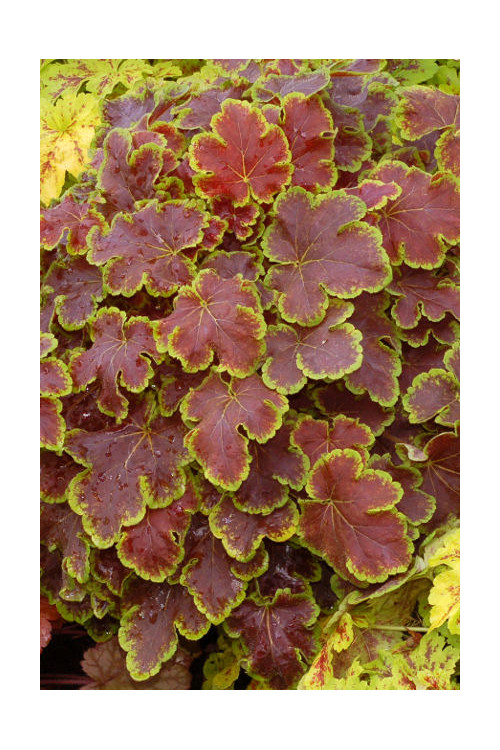 Żuraweczka (Żurawka) 'Solar Eclipse' | Heucherella