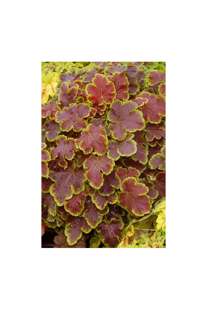 Żuraweczka (Żurawka) 'Solar Eclipse' | Heucherella