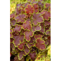 Żuraweczka (Żurawka) 'Solar Eclipse' | Heucherella