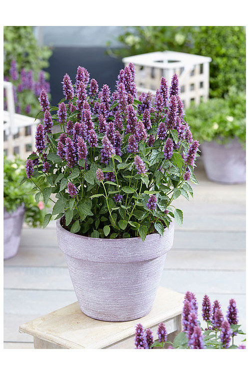 Kłosowiec 'Beelicious Purple' | Agastache