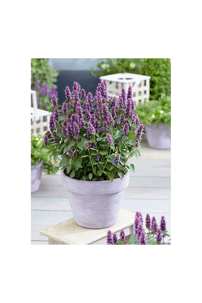 Kłosowiec 'Beelicious Purple' | Agastache