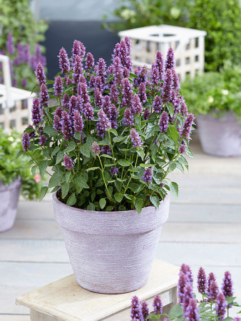 Kłosowiec 'Beelicious Purple' | Agastache