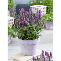 Kłosowiec 'Beelicious Purple' | Agastache