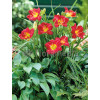 Liliowiec 'Ruby Stella' Hemerocallis