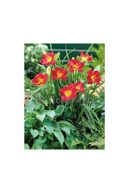 Liliowiec 'Ruby Stella' Hemerocallis