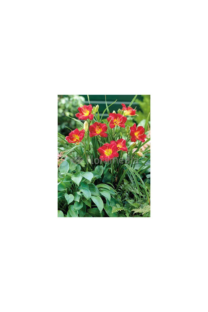 Liliowiec 'Ruby Stella' Hemerocallis