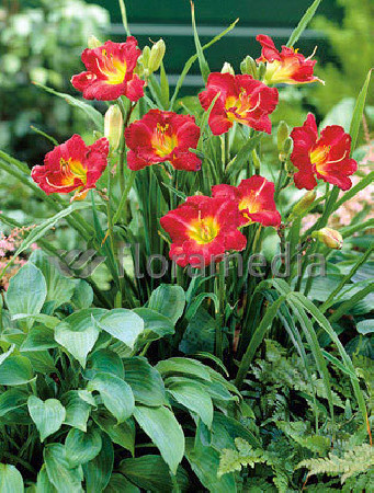 Liliowiec 'Ruby Stella' Hemerocallis