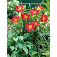 Liliowiec 'Ruby Stella' Hemerocallis