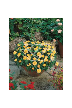 Róża 'Yellow The Fairy' (okrywowa) | Rosa