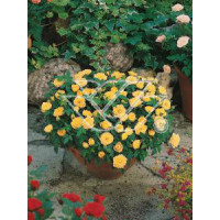 Róża 'Yellow The Fairy' (okrywowa) | Rosa