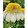 Jeżówka 'Fried Egg' | Echinacea