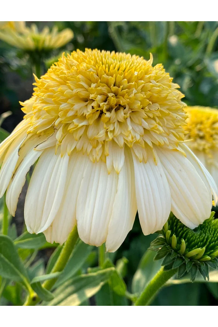 Jeżówka 'Fried Egg' | Echinacea