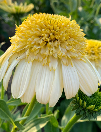 Jeżówka 'Fried Egg' | Echinacea