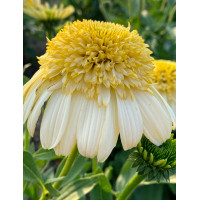 Jeżówka 'Fried Egg' | Echinacea